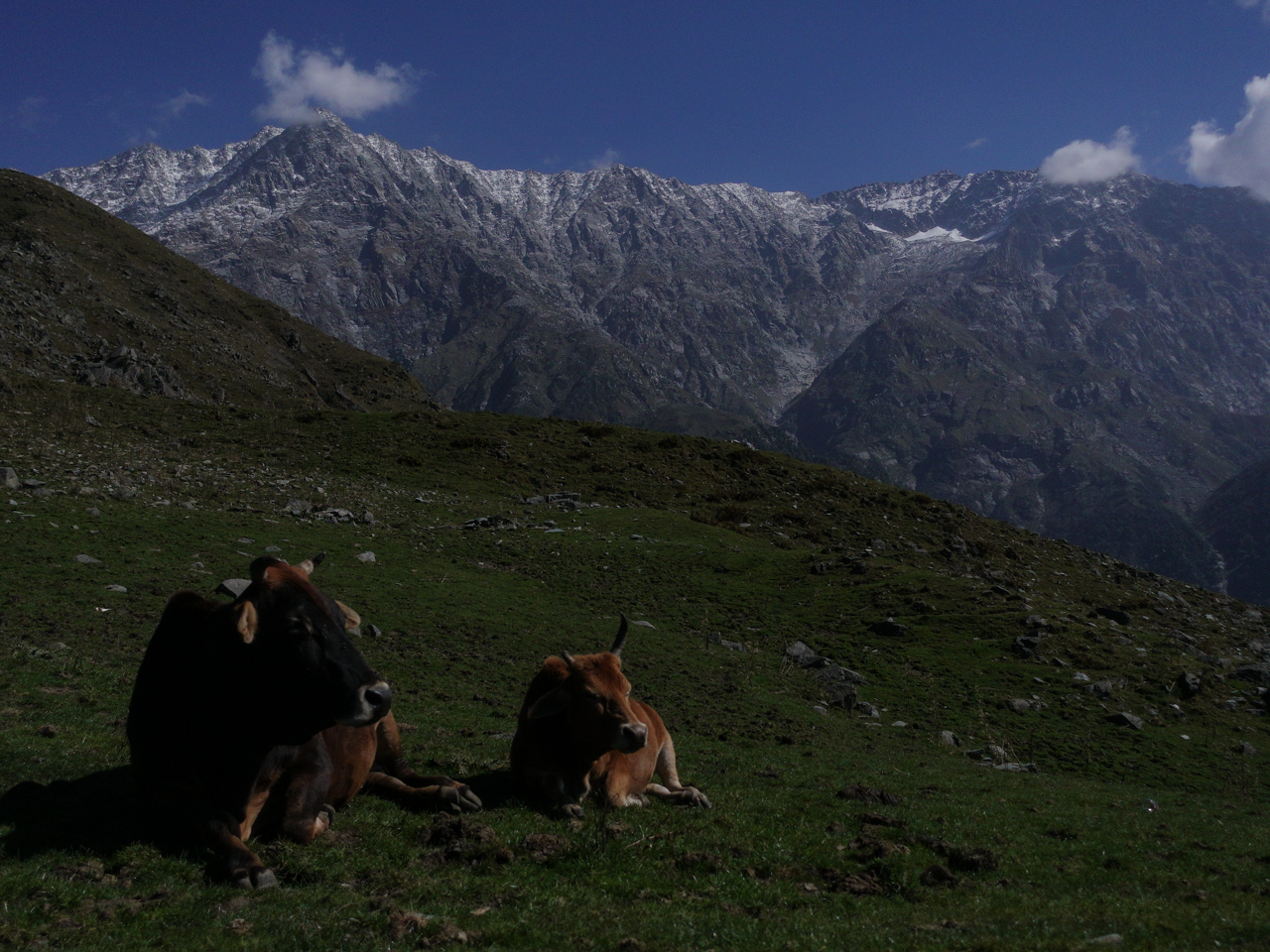 Not sure why Indian tourists come to Switzerland as they only have to travel north.